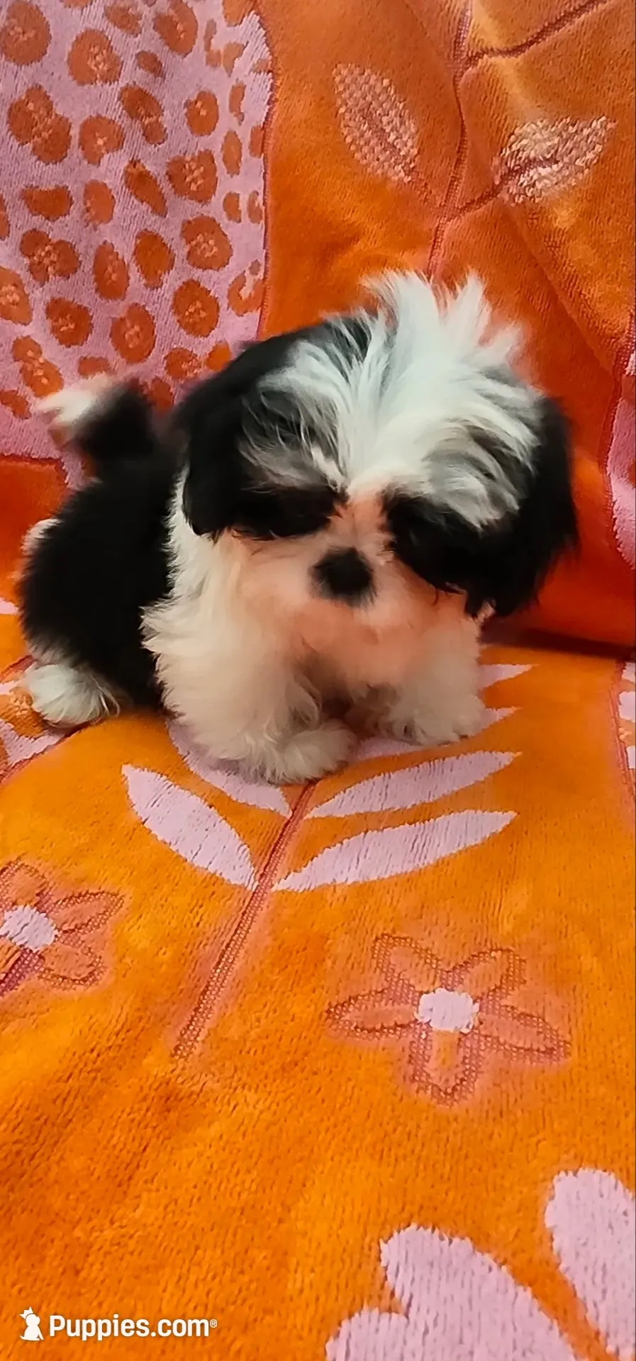 Milo, a male Shih Tzu for sale in Hayward, CA – 1 of 10