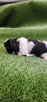 Milo, a male Shih Tzu for sale in Hayward, CA – 5 of 8