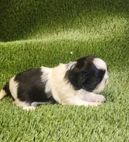 Benji, a male Shih Tzu for sale in Hayward, CA – 1 of 7