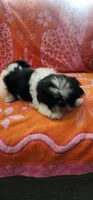 Louie, a male Shih Tzu for sale in Hayward, CA – 3 of 10