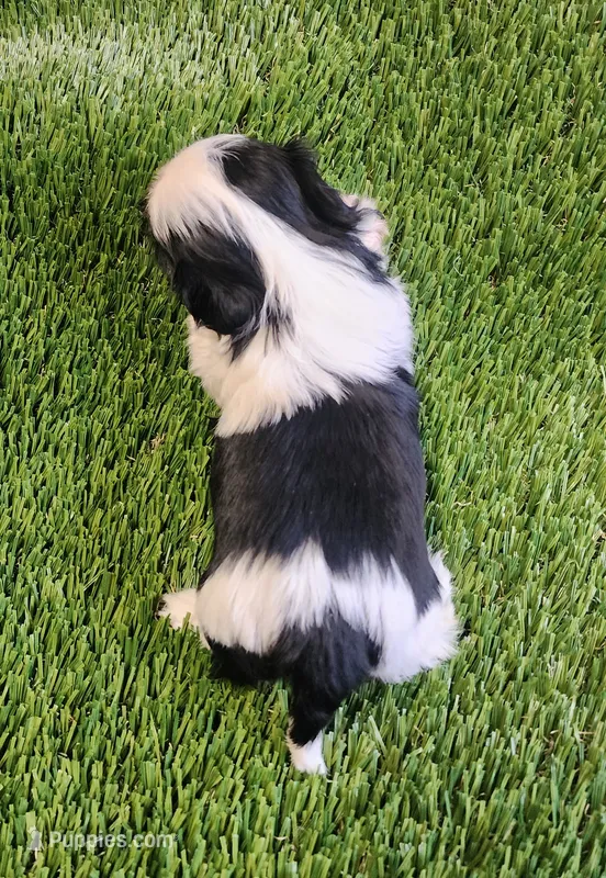 Louie – Shih Tzu puppy for sale in Hayward, CA