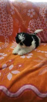 Benji, a male Shih Tzu for sale in Hayward, CA – 10 of 10
