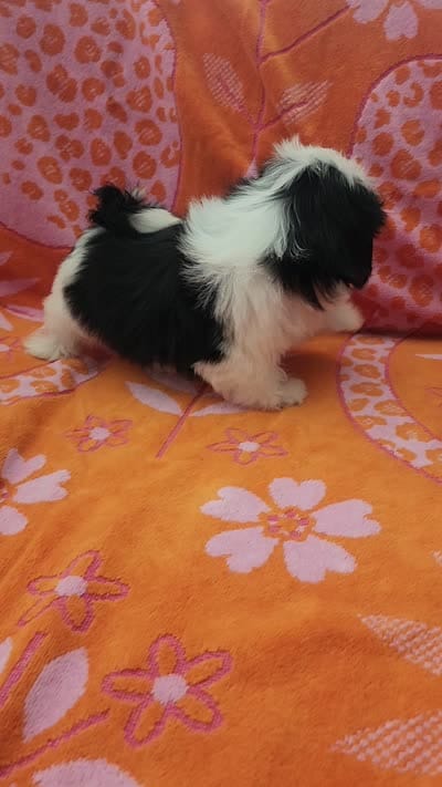Milo, a male Shih Tzu for sale in Hayward, CA – 10 of 10