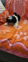 Louie, a male Shih Tzu for sale in Hayward, CA – 9 of 10