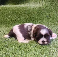 Teddy, a male Shih Tzu for sale in Hayward, CA – 8 of 8
