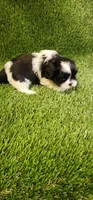 Bella, a female Shih Tzu for sale in Hayward, CA – 6 of 6