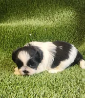 Benji, a male Shih Tzu for sale in Hayward, CA – 4 of 7