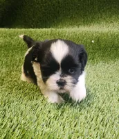 Milo, a male Shih Tzu for sale in Hayward, CA – 1 of 8