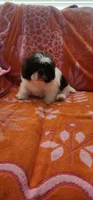 Teddy, a male Shih Tzu for sale in Hayward, CA – 8 of 9