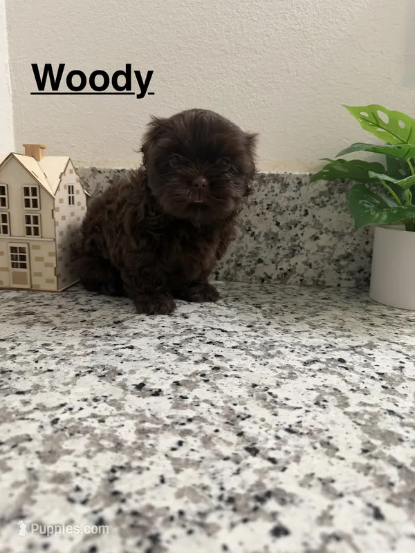 Woody – Shih Tzu puppy for sale in Porterville, CA