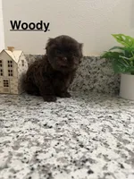Woody, a male Shih Tzu for sale in Porterville, CA – 1 of 3