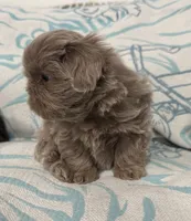 Milo , a male Shih Tzu for sale in Porterville, CA – 2 of 3