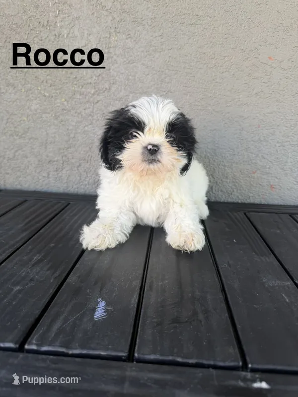 Rocco – Shih Tzu puppy for sale in Porterville, CA