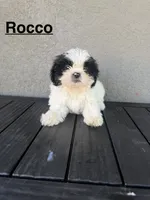 Rocco, a male Shih Tzu for sale in Porterville, CA – 1 of 2