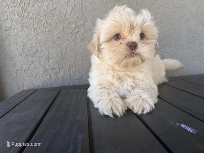 Olaf  – Shih Tzu puppy for sale in Porterville, CA