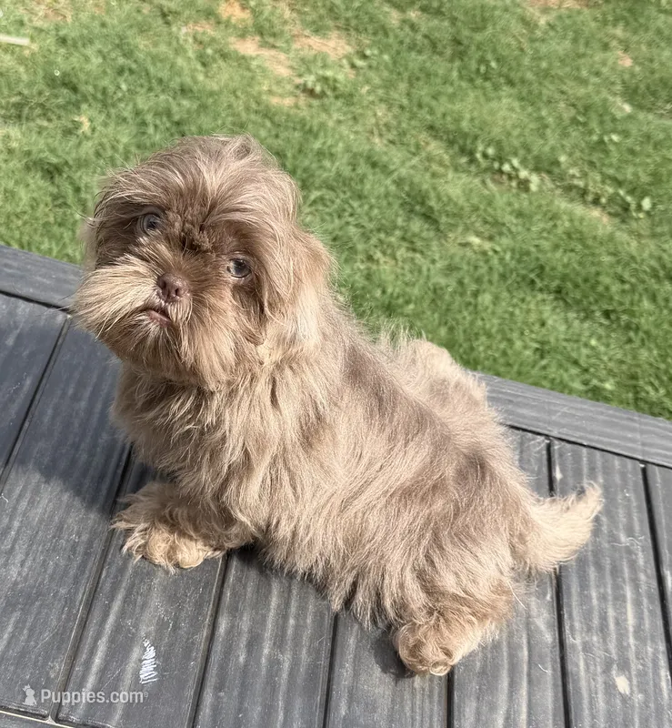 Bear – Shih Tzu puppy for sale in Porterville, CA