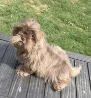 Bear, a male Shih Tzu for sale in Porterville, CA – 1 of 2