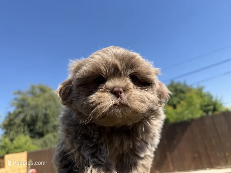 Milo  – Shih Tzu puppy for sale in Porterville, CA