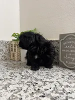 Toby , a male Shih Tzu for sale in Porterville, CA – Photo 1 of 3