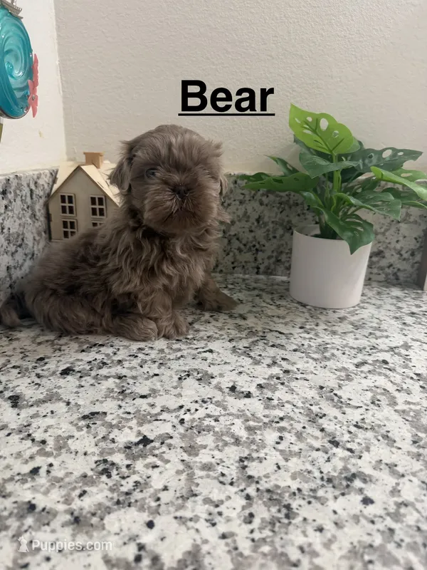 Bear – Shih Tzu puppy for sale in Porterville, CA