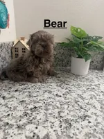 Bear, a male Shih Tzu for sale in Porterville, CA – 1 of 3