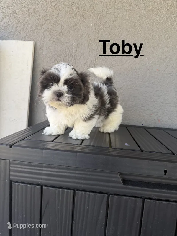 Toby – Shih Tzu puppy for sale in Porterville, CA