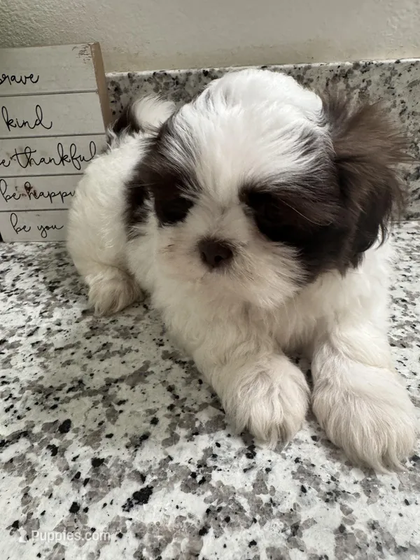 Benny  – Shih Tzu puppy for sale in Porterville, CA