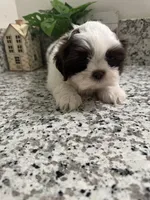 Benny , a male Shih Tzu for sale in Porterville, CA – Photo 2 of 3