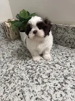 Benny , a male Shih Tzu for sale in Porterville, CA – Photo 3 of 3