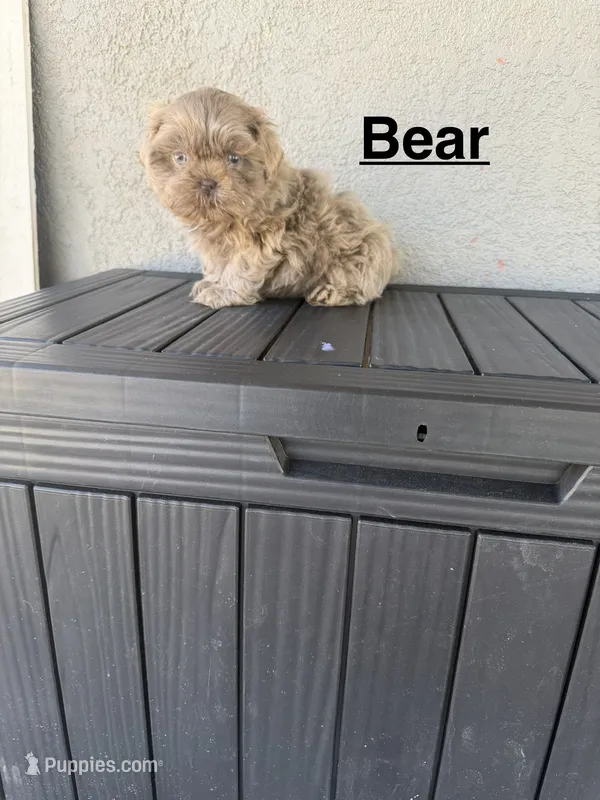 Bear – Shih Tzu puppy for sale in Porterville, CA