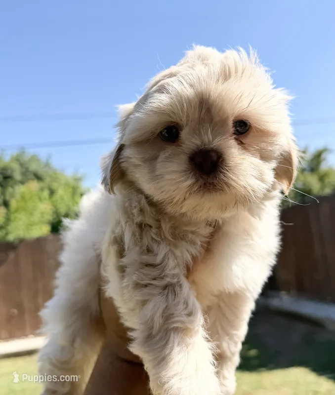 Olaf  – Shih Tzu puppy for sale in Porterville, CA