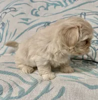Olaf , a male Shih Tzu for sale in Porterville, CA – 4 of 4