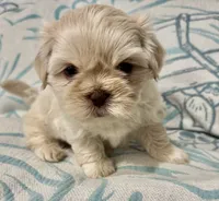 Olaf , a male Shih Tzu for sale in Porterville, CA – 3 of 4