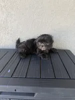 Ozzy, a male Shih Tzu for sale in Porterville, CA – 2 of 3