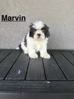 Marvin , a male Shih Tzu for sale in Porterville, CA – 1 of 2