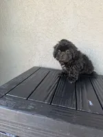 Jax, a male Shih Tzu for sale in Porterville, CA – 2 of 2