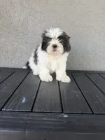 Marvin , a male Shih Tzu for sale in Porterville, CA – 2 of 2