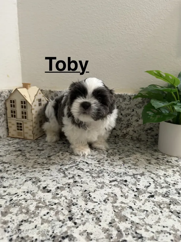 Toby – Shih Tzu puppy for sale in Porterville, CA