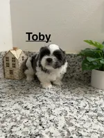 Toby, a male Shih Tzu for sale in Porterville, CA – 1 of 3