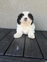 Rocco, a male Shih Tzu for sale in Porterville, CA – 2 of 2