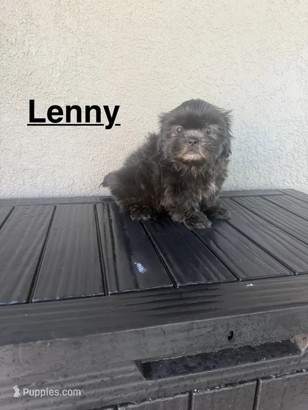 Lenny  – Shih Tzu puppy for sale in Porterville, CA