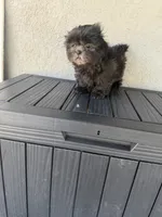 Ozzy, a male Shih Tzu for sale in Porterville, CA – 3 of 3
