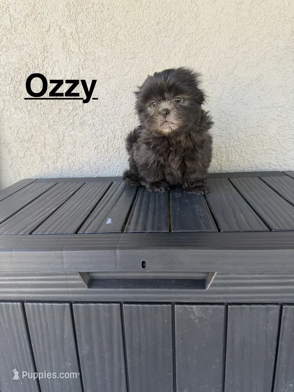 Ozzy – Shih Tzu puppy for sale in Porterville, CA