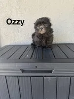 Ozzy, a male Shih Tzu for sale in Porterville, CA – 1 of 3