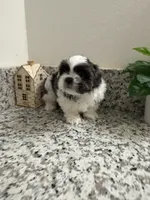 Toby, a male Shih Tzu for sale in Porterville, CA – 3 of 3