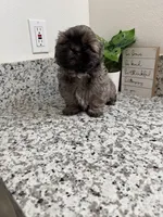 Cooper , a male Shih Tzu for sale in Porterville, CA – Photo 2 of 2