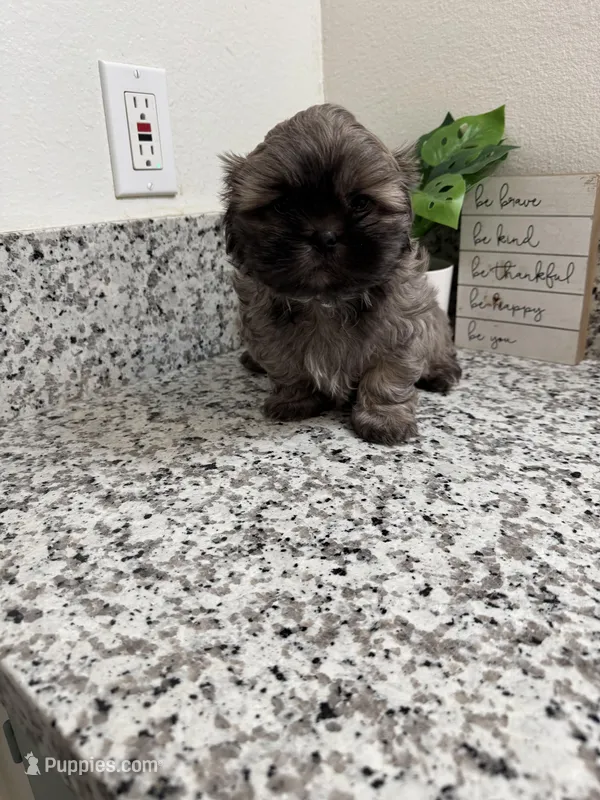Cooper  – Shih Tzu puppy for sale in Porterville, CA