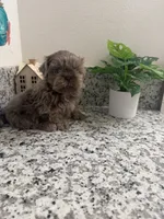 Bear, a male Shih Tzu for sale in Porterville, CA – 2 of 3