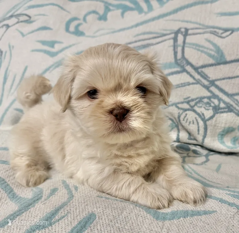 Olaf  – Shih Tzu puppy for sale in Porterville, CA