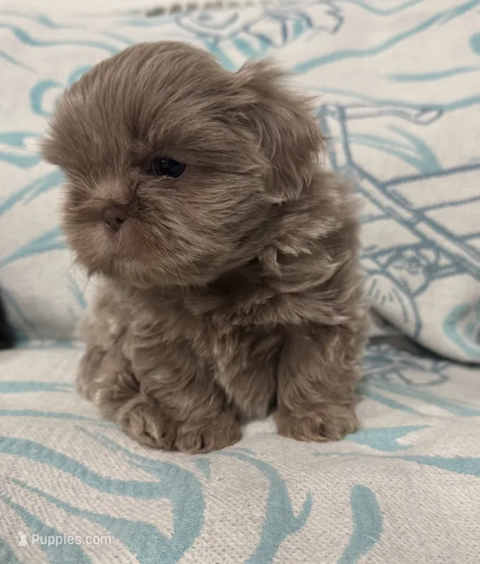 Milo  – Shih Tzu puppy for sale in Porterville, CA